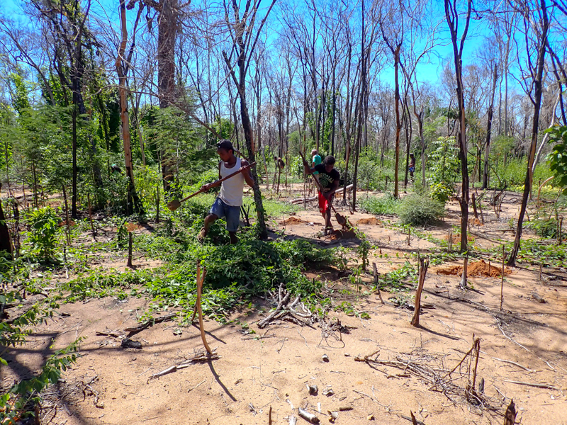 Reforestation Madagascar