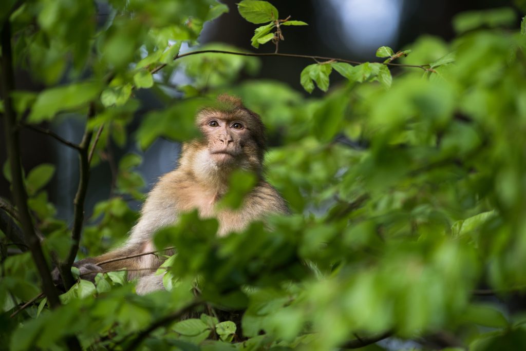 Opening of La Montagne des Singe